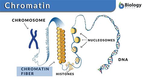 naked dna is called chromatin|chromatin 